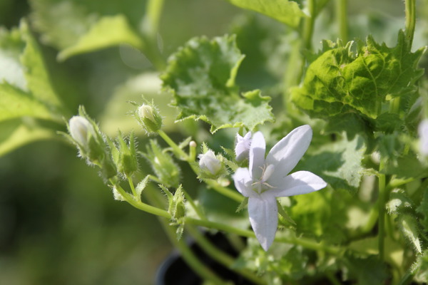 Campanula poscharskyana E.H. Frost Lubera