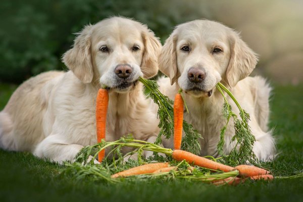 Hundekekse mit Karotten - lecker und gesund