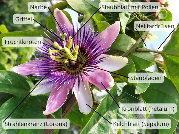 Passiflora Blte Aufbau