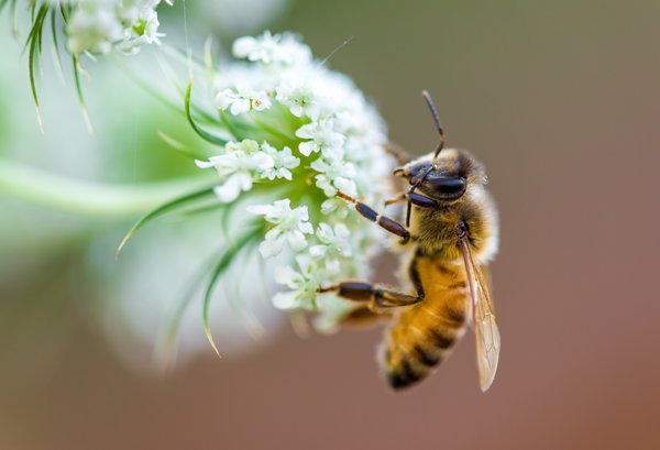 Idealer Lebensraum für Bienen