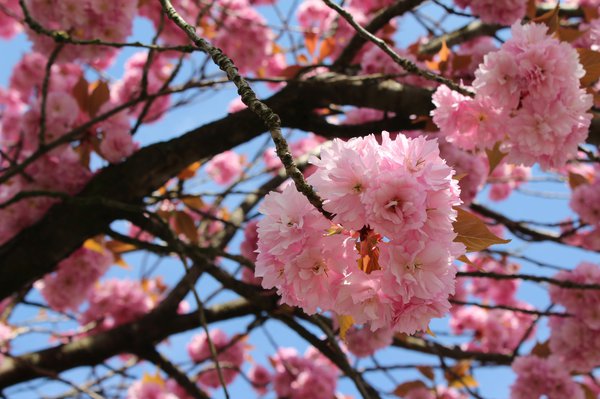 Kirschbaum Blüten.