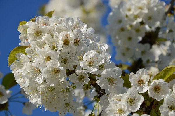Üppige Kirschbaumblüte