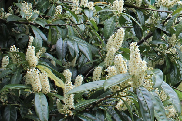 Kirschlorbeer 'Rotundifolia' blht weiss