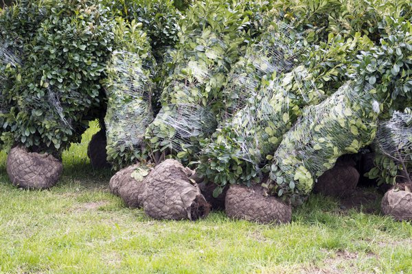 Kirschlorbeer bereit zum Pflanzen