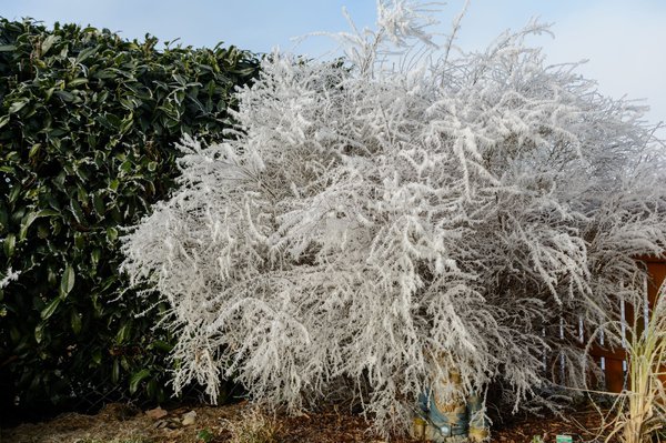 Kirschlorbeer bei Frost