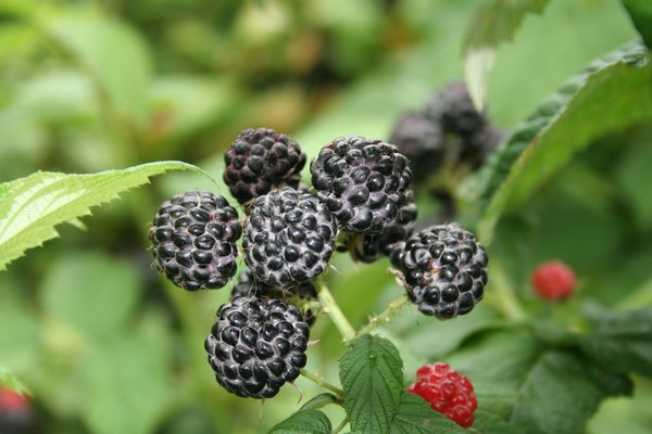 Black Jewel, Himbeeren überwintern