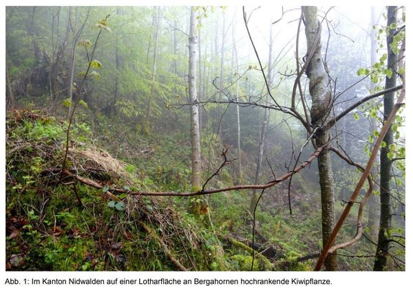 Stans Nidwalden Schweiz, Kiwi im Wald invasiver Neophyt