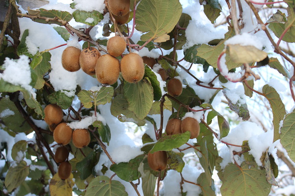 Früchte an Pflanze bei Schnee