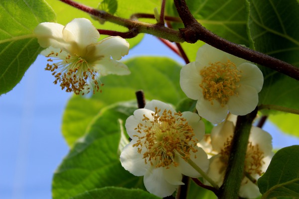 Actinidia chinensis (deliciosa), kiwis gesund