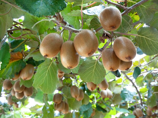 Kiwi, Actinidia deliciosa Hayward, grossfruchtige Kiwi Kiwi, Actinidia deliciosa Hayward, grossfruchtige Kiwi