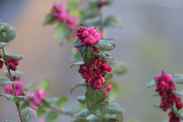 Symphoricarpos x doorenbosii Amethystbeere Schneebeere Magic Berry