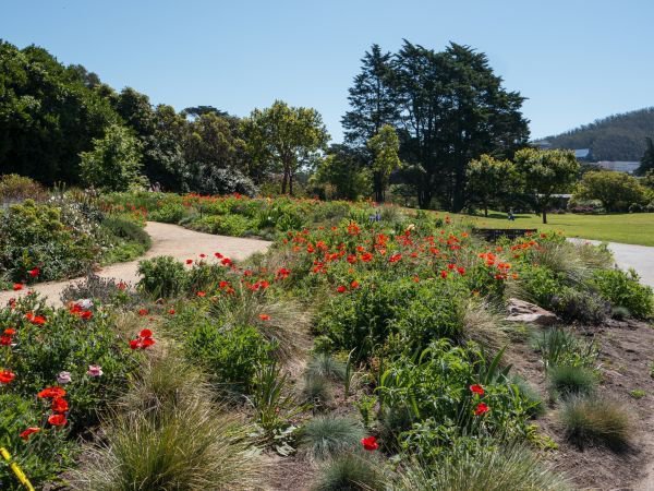 San Francisco Botanical Garden Die Pflanzen Der Welt Erleben