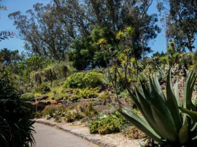 Sukkulenten Garten in San Francisco