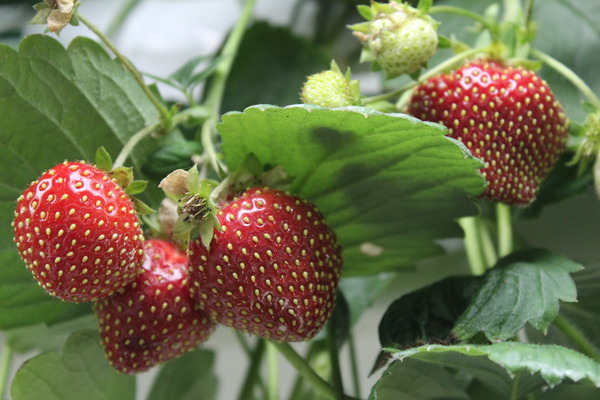 Erdbeeren gesund Klettererdbeere Freeclimber Lubera