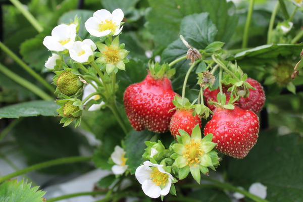 Klettererdbeere Blüten und Früchte