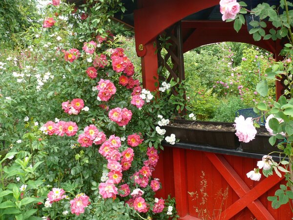 Kletterrose Bajazzo , Rosa 'Bajazzo'