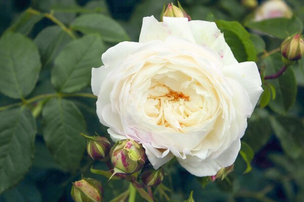 Kletterrose Claire Austin (korr)