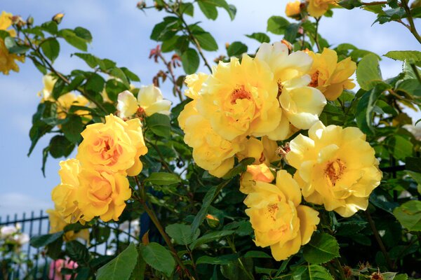 Kletterrose, Golden Gate, Rose, gelb (korr)