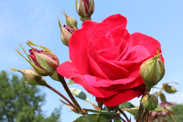 Rose Gruss an Heidelberg