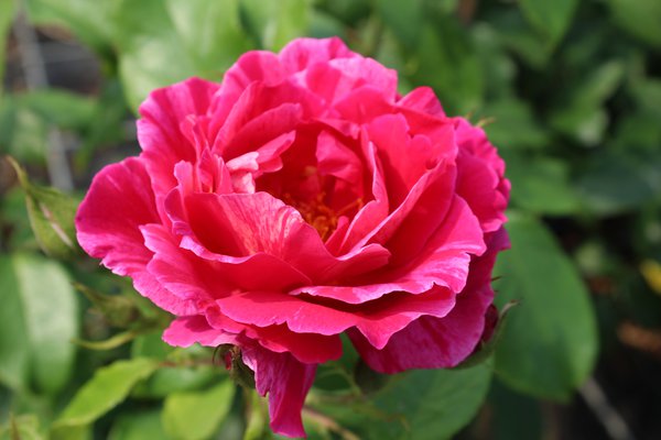 Rose Guy Savoy Blüte kletterrosen pflanzen