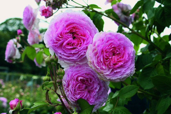 Roses anglaises rose grimpante James Galway Lubera