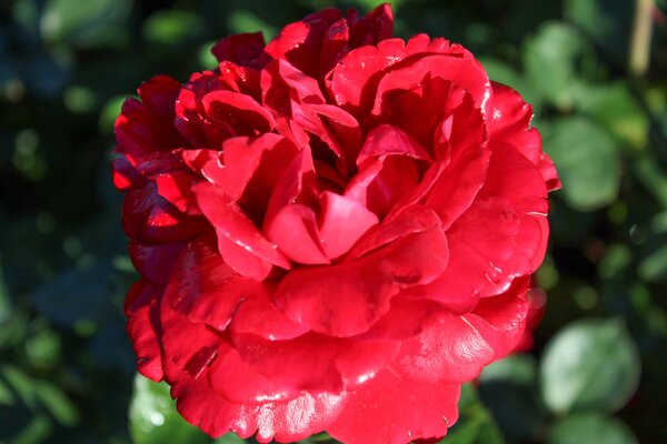 Kletterrose Nahe Glut, Naheglut, Rose, Rot (korr)