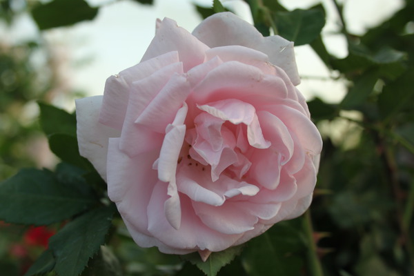 Rosen pflegen New Dawn Lubera