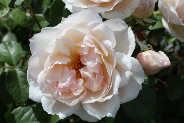 The Generous Gardener