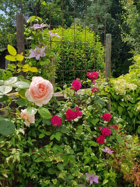 Ramblerrose, Kletterrose an Baustahlmatte, Rosenbogen bauen