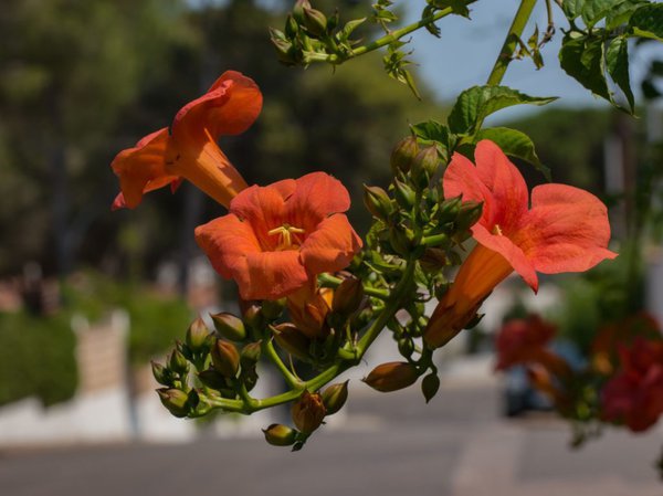 Campsis taglibuana Mme. Galen, orange-rote Blüte Campsis taglibuana Mme. Galen, orange-rote Blüte
