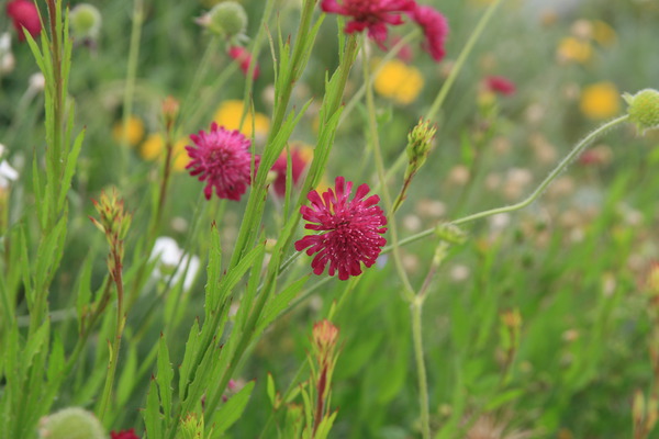 Knautia macedonia