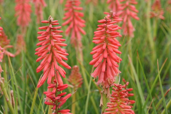 Kniphofia uvaria 'Redhot Popsicle' (S)