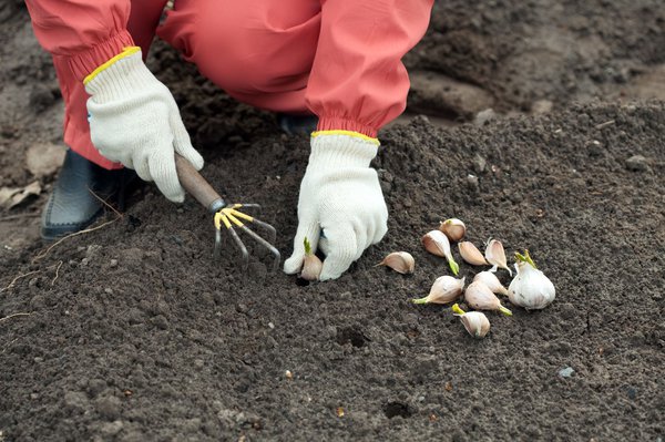 Hobbygärtnerin beim Knoblauch Stecken
