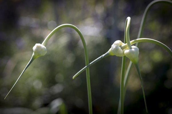 Knoblauch, Allium sativum