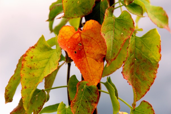 Knöterich Herbstfärbung