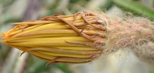 selenicereus grandiflorus