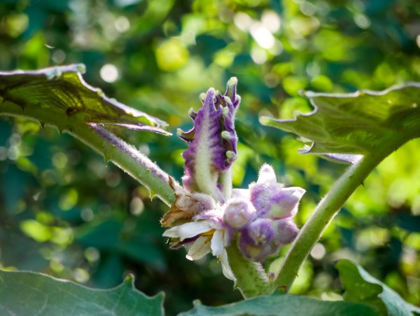 Solanum quitoense