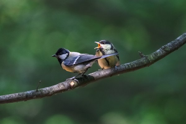 Kohlmeisen im Naturgarten