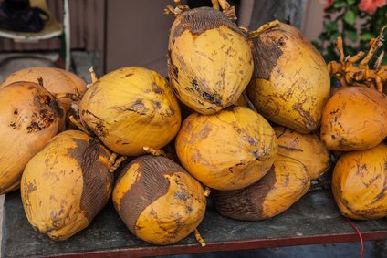 Frische Kokosnüsse