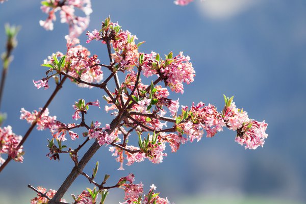 Perlmuttstrauch Pink Cloud (Kollwitzia Amabilis), kolwitzie