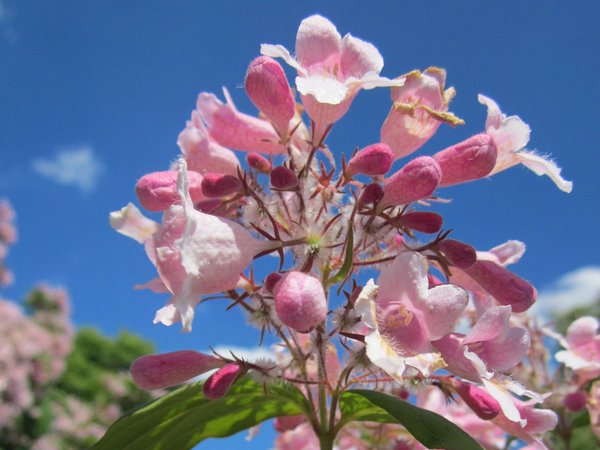 Perlmuttstrauch 'Pink Cloud' (Kollwitzia Amabilis)