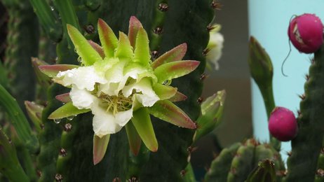 Night blooming cactus flower in the rain