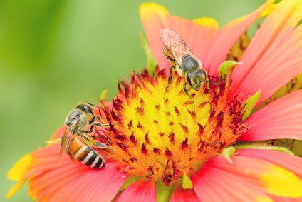 Bienen lieben den Pollen der Korkadenblume