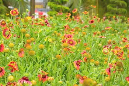 Korkadenblume - Gaillardia aristata - im Garten