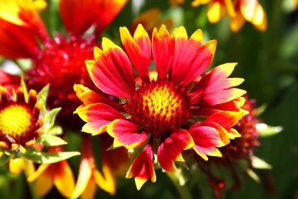 Korkadenblume - Gaillardia aristata 