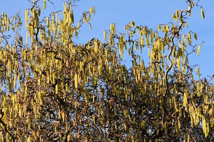 Blühender Korkenzieherhasel (Corylus avellana contorta) im März