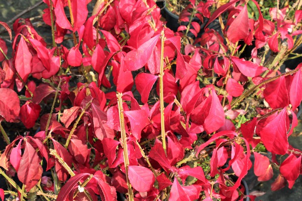 Rote Herbstfrbung Korkflgel-Spindelstrauch