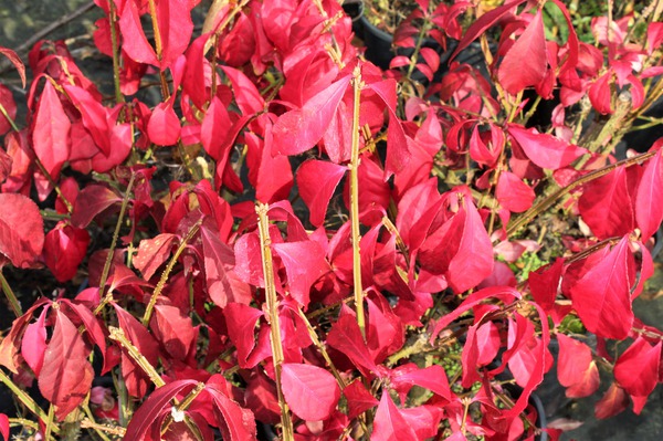 Rote Herbstfärbung Korkflügel-Spindelstrauch Rote Herbstfärbung Korkflügel-Spindelstrauch