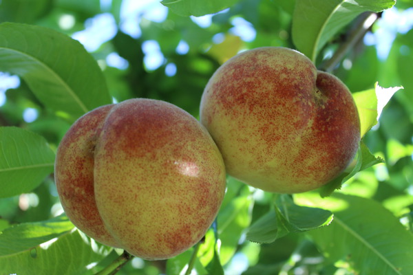 Früchte ausdünnen Pfirsich Franziskus Lubera