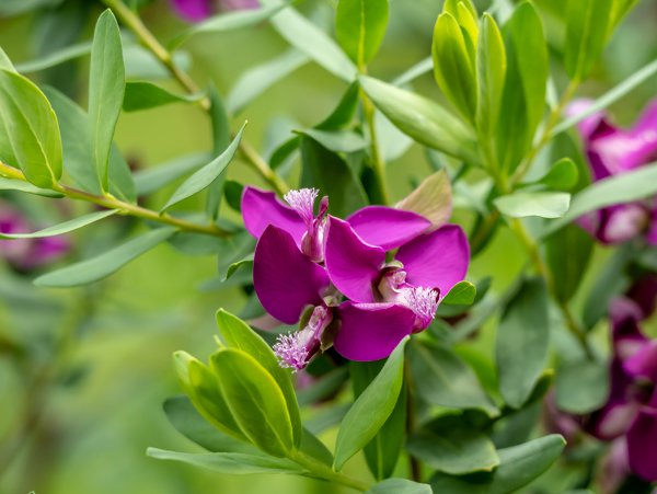 Die Kreuzblume Polygala myrtifolia blüht bei richtiger Pflege den ganzen Sommer